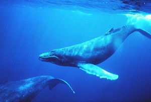 A Blue Whale